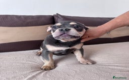 French Bulldog dogs for sale: French bulldogs - Image 6