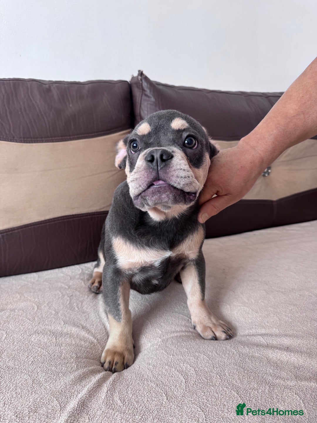 French Bulldog dogs for sale: French bulldogs - Image 6