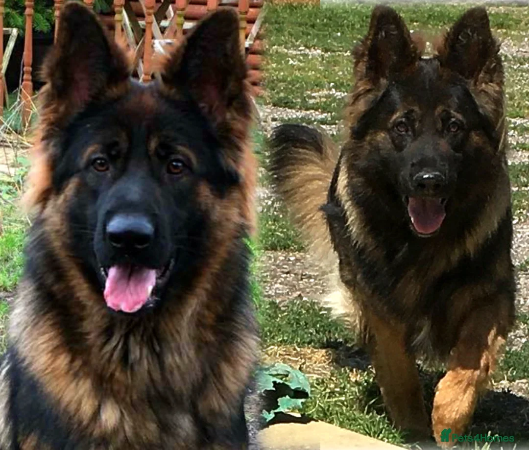 German Shepherd dogs for stud: Jerry Available At Stud Fully Health Tested Clear in Wisbech - Advert 2