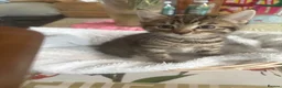 Mixed Breed cats for sale: BSH x tabby  - Advert 3
