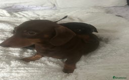 Dachshund dogs for sale: Bonnie and slinky  - Image 4