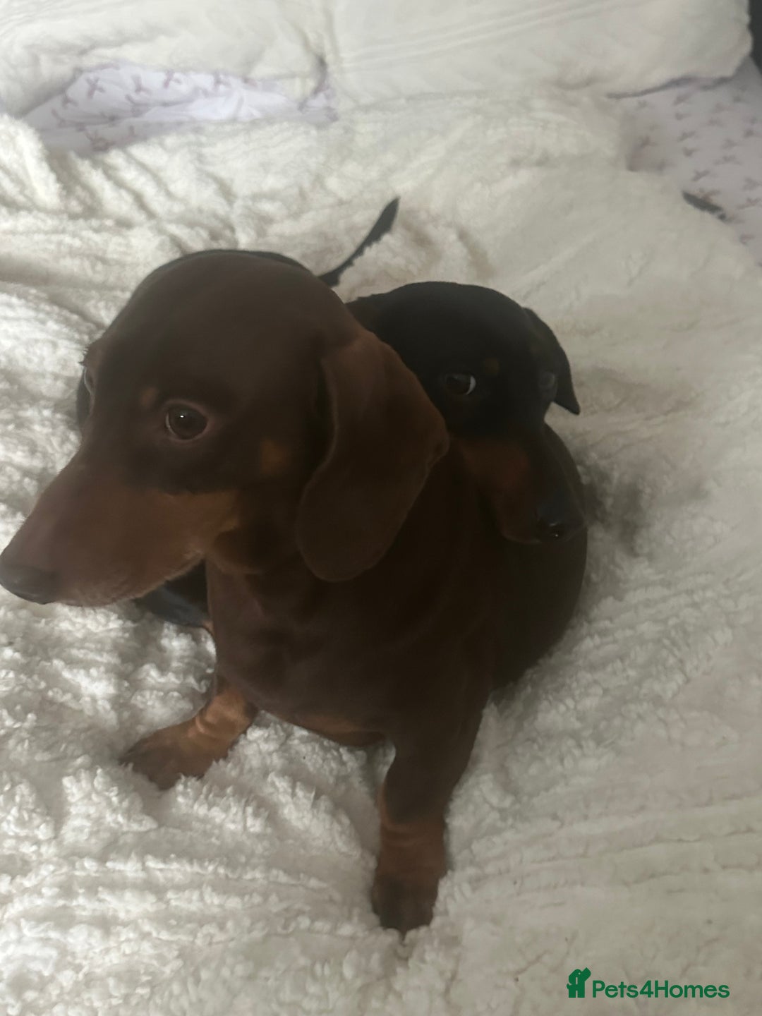 Dachshund dogs for sale: Bonnie and slinky  - Image 4