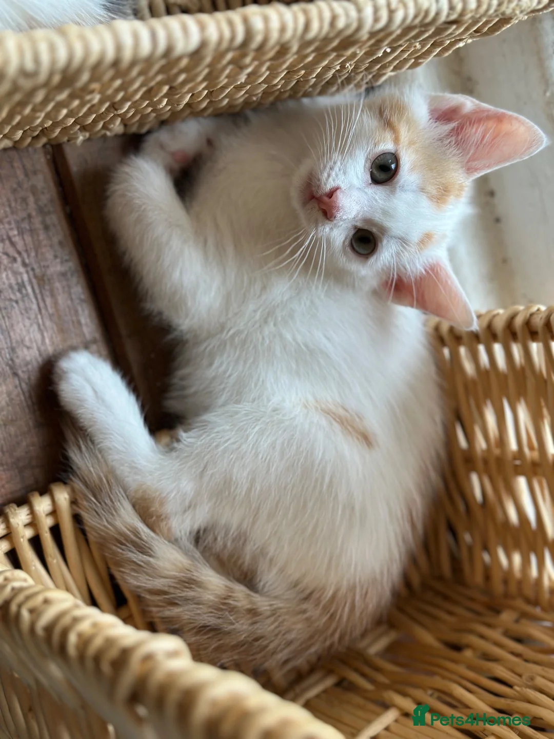 Mixed Breed cats for sale: Lovely, friendly kittens - Advert 13