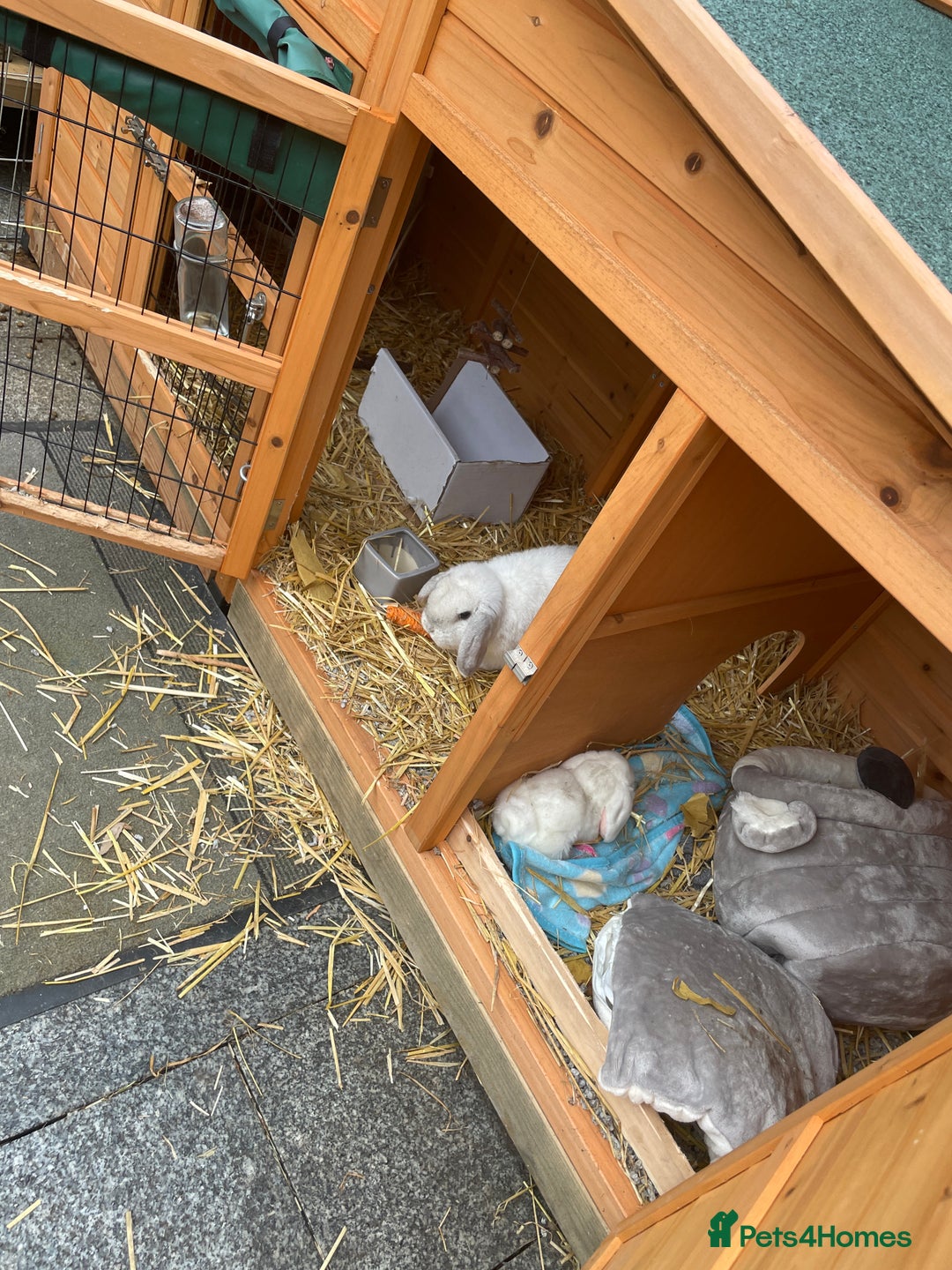Mini Lop rabbits for sale: Mini lop male - Advert 7