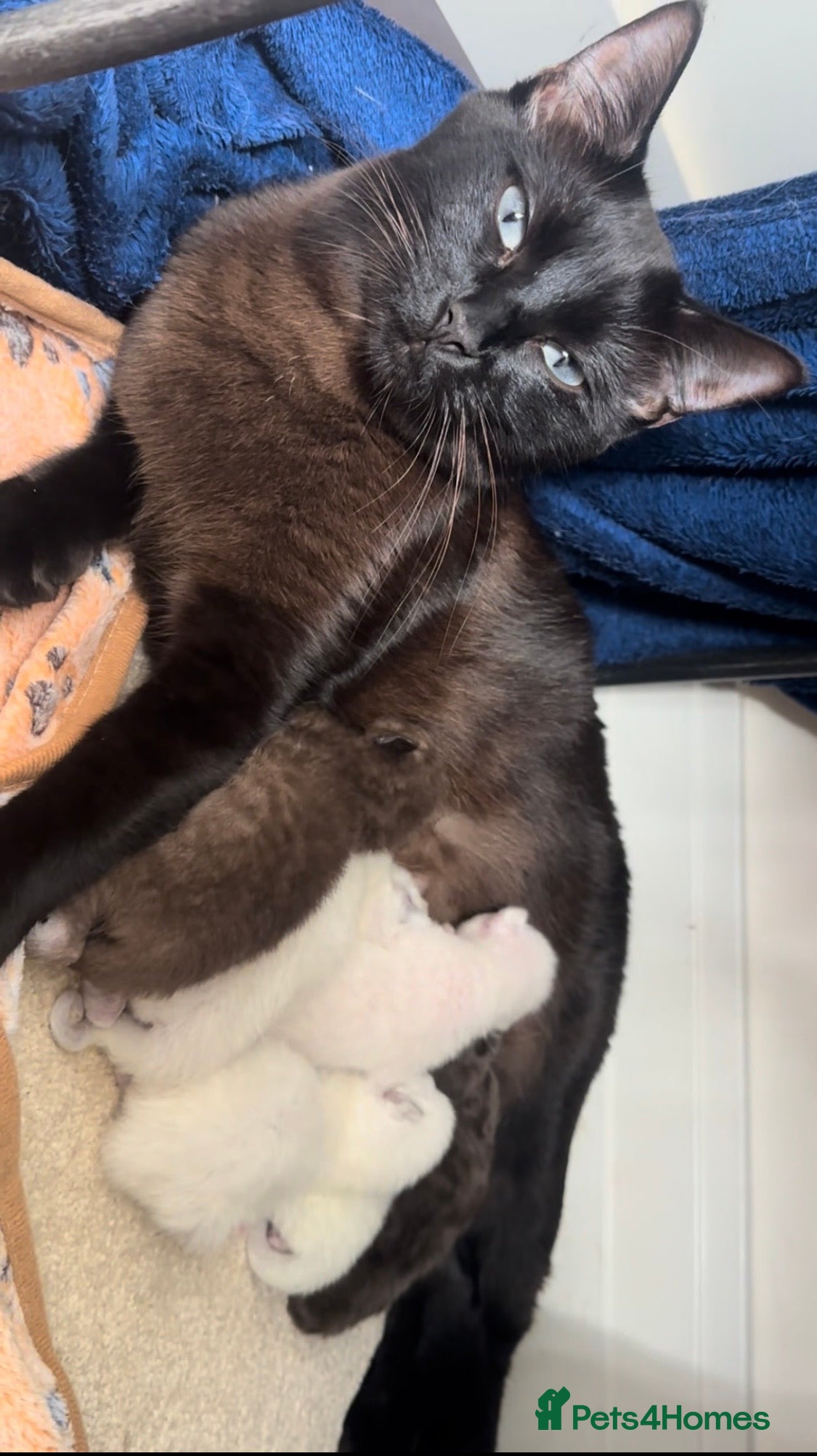 Ragamese cats RAGAMESE (RAGDOLL-SIAMESE) KITTENS - Advert 1