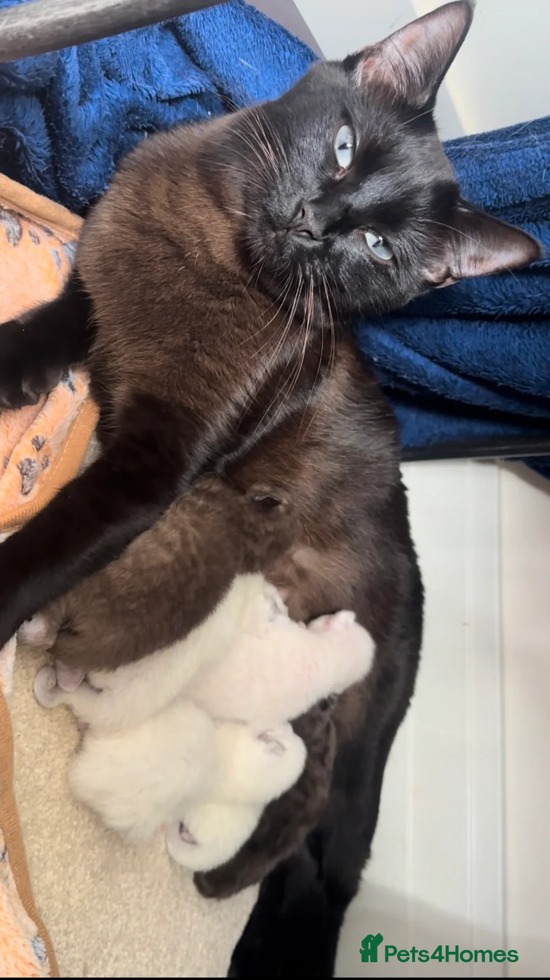 Ragamese cats for sale: RAGAMESE (RAGDOLL-SIAMESE) KITTENS - Advert 2