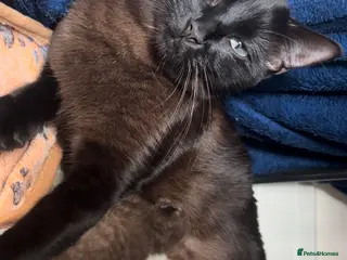 Ragamese cats RAGAMESE (RAGDOLL-SIAMESE) KITTENS - Advert 18