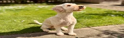 Australian Labradoodle dogs for sale: Gorgeous Australian Labradoodle Girl in Harrogate - Advert 5