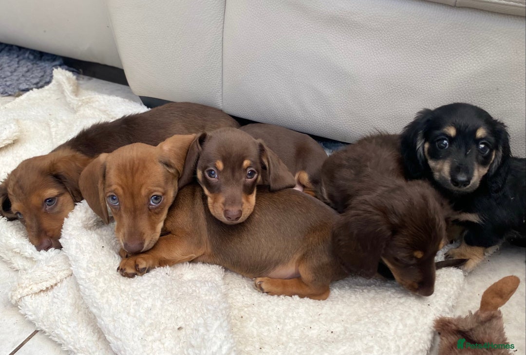Dachshund dogs for sale: Mini dachshund  - Image 14