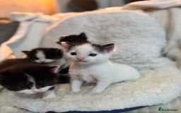 Domestic Shorthair cats for sale: Beautiful litter of kittens - Image 5