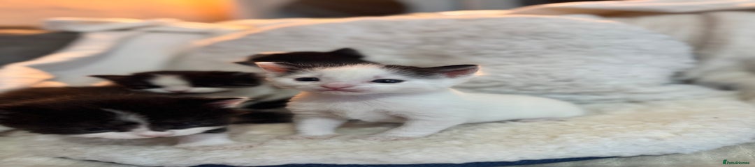 Domestic Shorthair Kitten 3