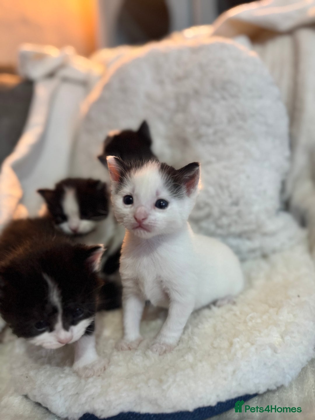 Domestic Shorthair cats for sale: Beautiful litter of kittens - Image 5