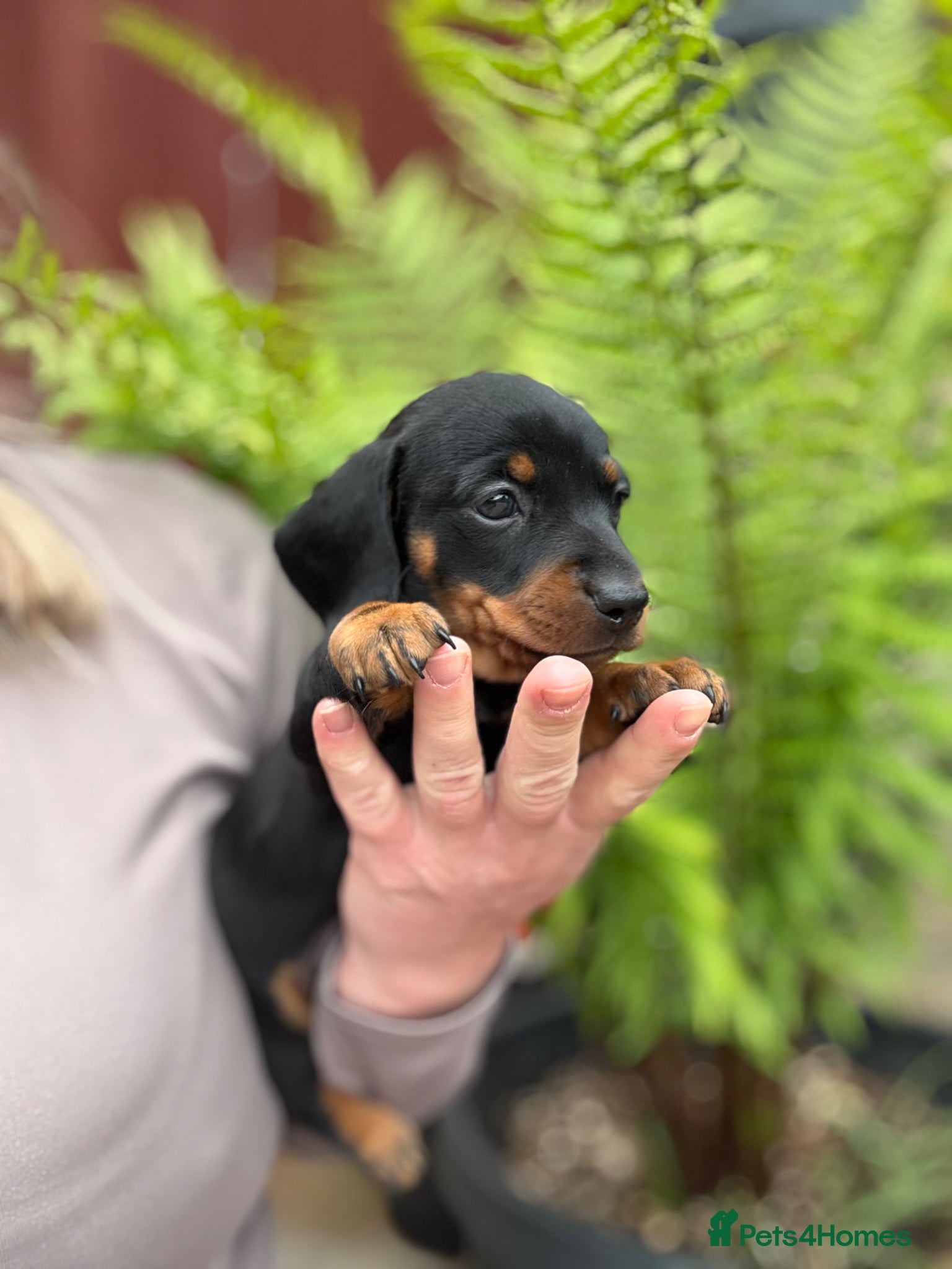 Miniature Dachshund dogs Adorable tiny puppies  - Advert 2