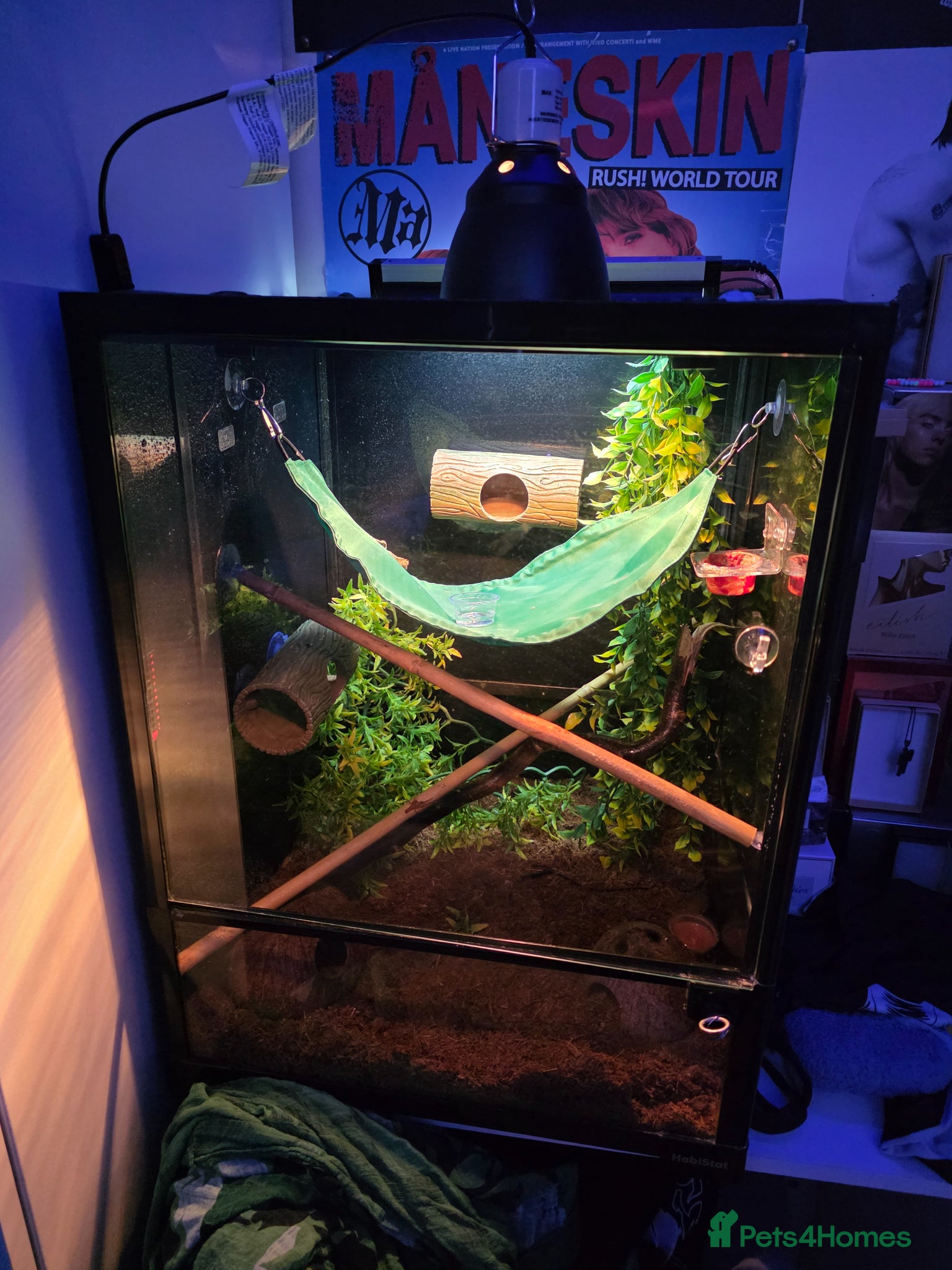 Gecko reptiles Billie the Corelophus Ciliatus Flame Crested Gecko - Advert 1