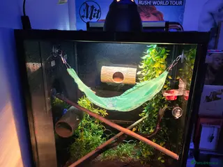 Gecko reptiles Billie the Corelophus Ciliatus Flame Crested Gecko - Advert 1