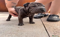 Shar Pei dogs for sale: Shar pei puppie  - Image 7