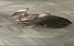 French Bulldog dogs for sale: Pablo  - Image 2