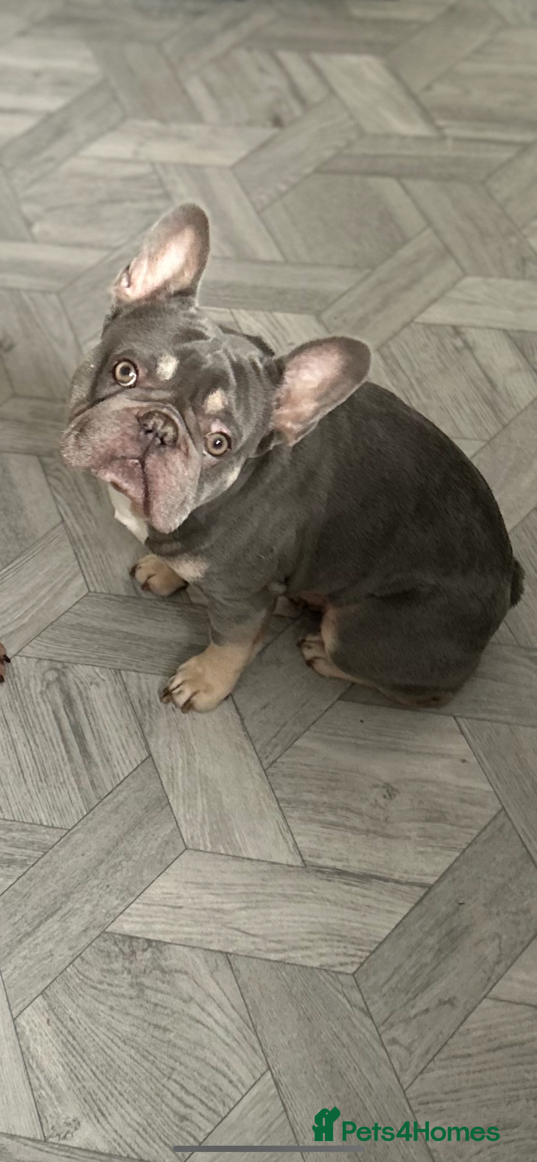 French Bulldog dogs for sale: Pablo  - Image 2