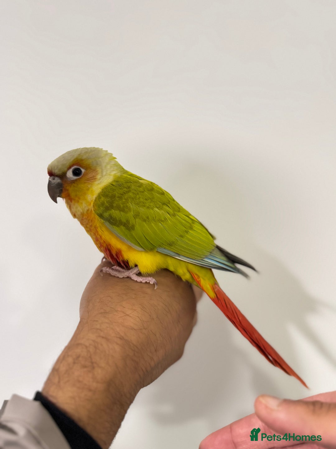 Budgerigars birds for sale: Two Baby handreared super tame conures  EACH - Image 7