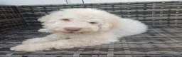 Lagotto Romagnolo dogs for sale: Reduced Lagotto Vet Checked/Chipped/Vaccinated   - Advert 4