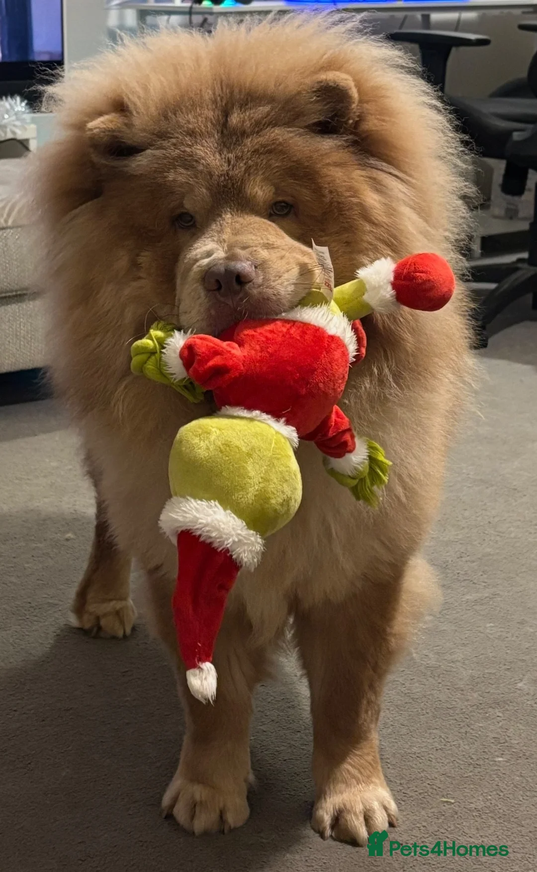 Chow Chow dogs for sale: Lilic chow chow for sale  - Advert 2