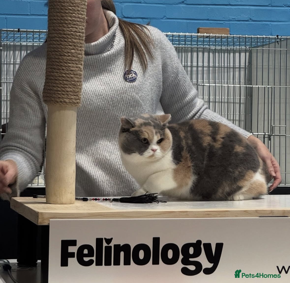 British Shorthair cats Tica reg Supreme Grand Ch and sired f kittens  - Advert 14