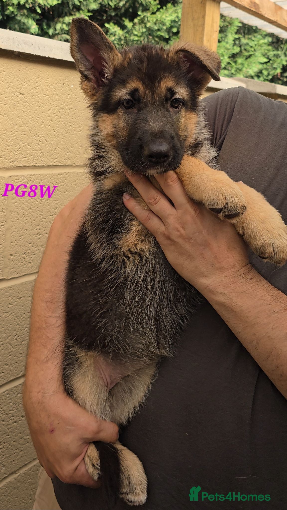 German Shepherd dogs Top Quality GSD (Alsatian) Female Puppy For Sale - Advert 2