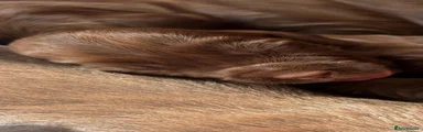 Sprocker 10
