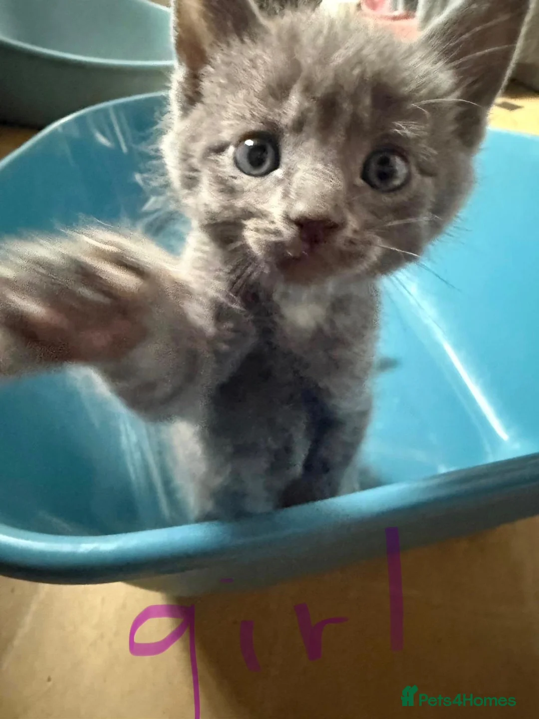 Mixed Breed cats for sale: 2 girls 1 boy ready to New home, mum is Shphynx - Advert 2