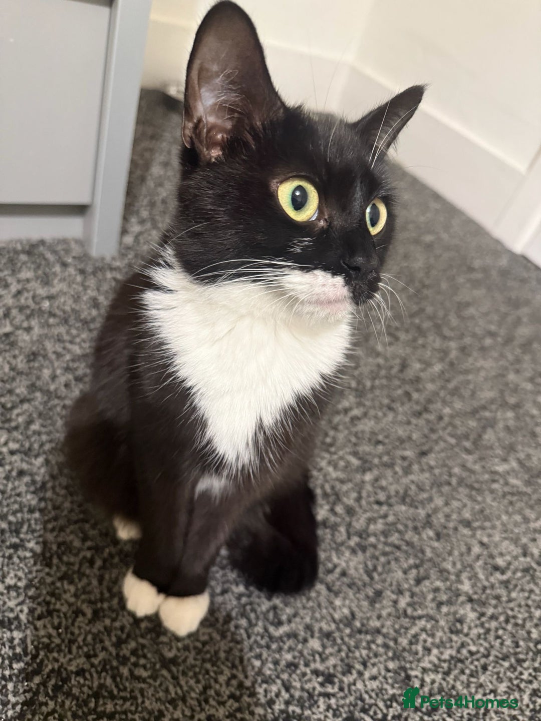 Mixed Breed cats for adoption: Young and friendly rescue, luna needs new home - Advert 7