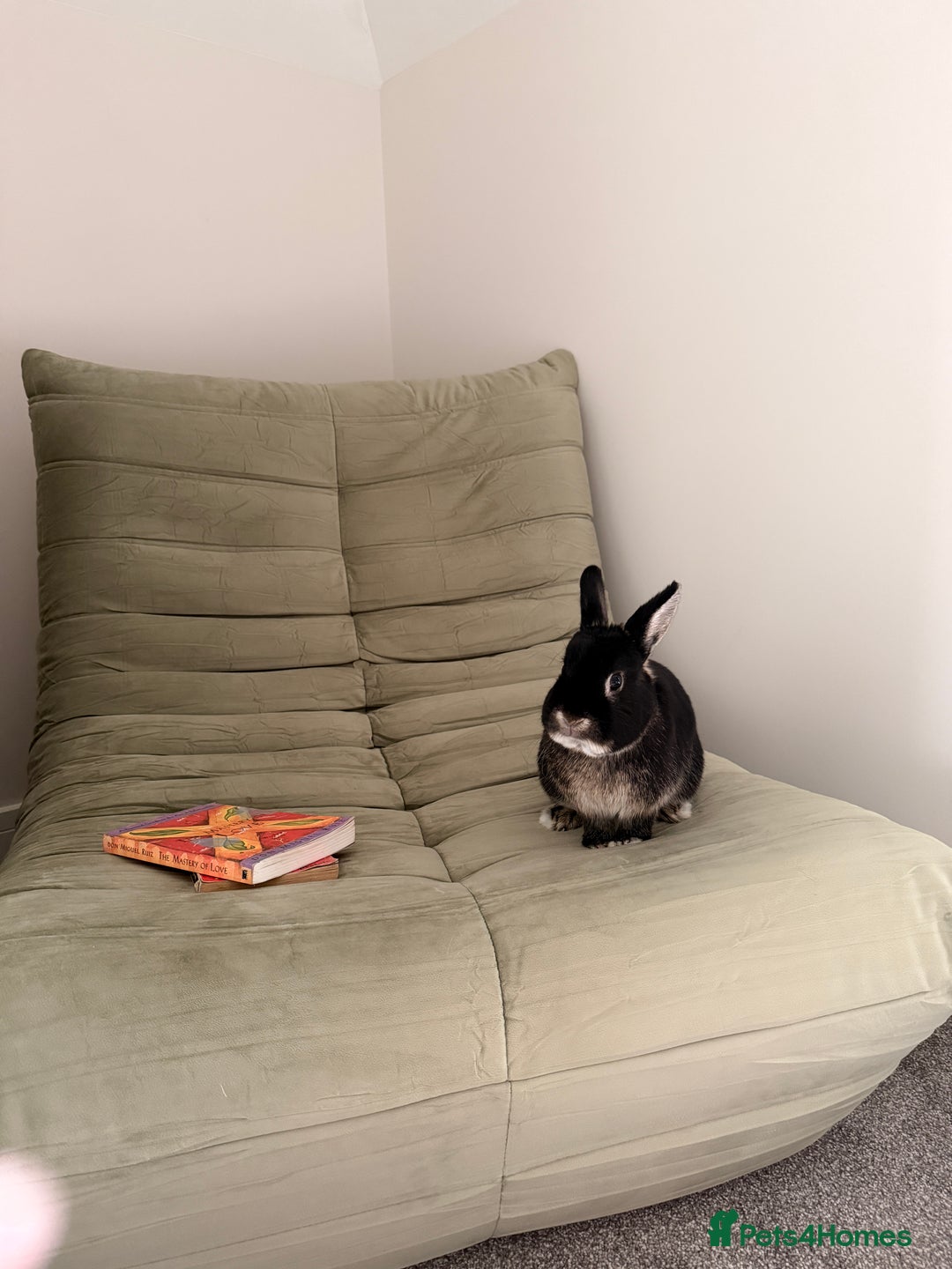 Netherland Dwarf rabbits for sale: 2yo NetherlandDwarf Boy Ace Needs a loving Home - Image 2