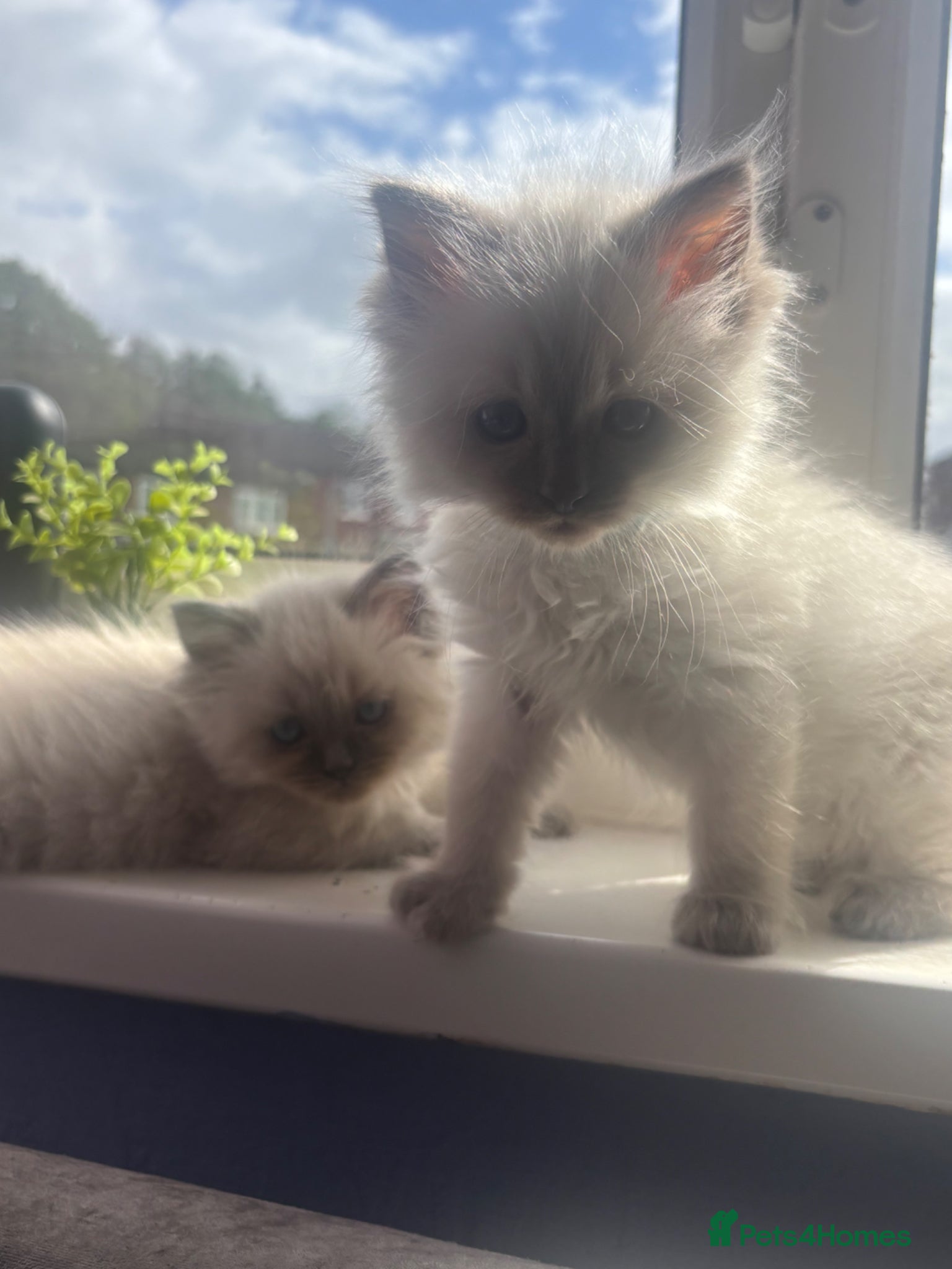Ragdoll cats Blue Point Ragdoll Kittens - Advert 8