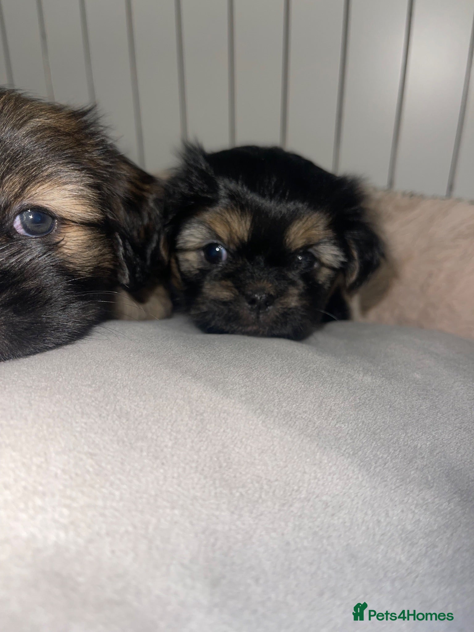 Mixed Breed dogs Shih Tzu x Maltese puppies  - Advert 16