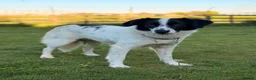 Mixed Breed dogs for adoption: Lilly -Milton Keynes  in Milton Keynes - Advert 3
