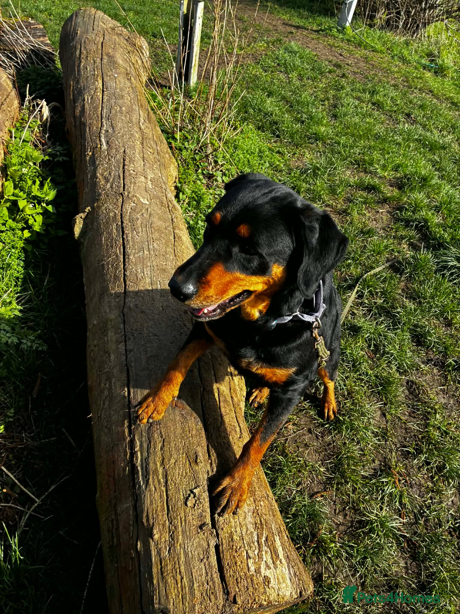 Mixed Breed dogs Piper is looking for her forever home  - Advert 1