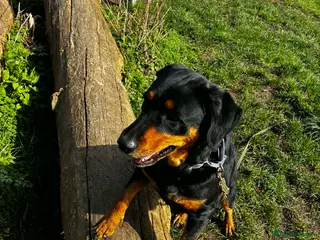 Mixed Breed dogs Piper is looking for her forever home - Advert 1