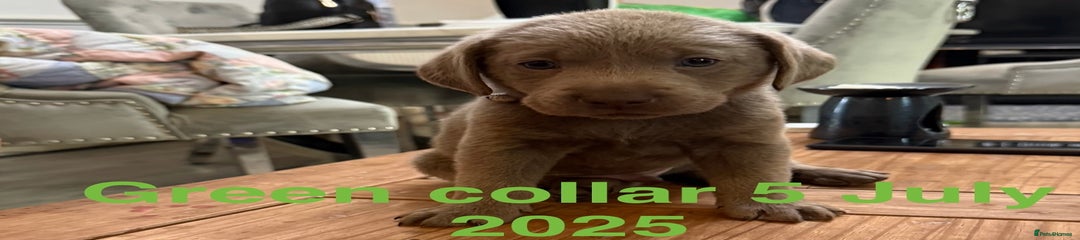 Labrador Retriever Green collar Boy Puppy 2