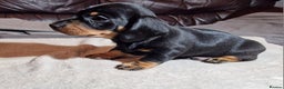 Miniature Dachshund dogs for sale: Champion bloodlines excellent quality KC miniature - Advert 13