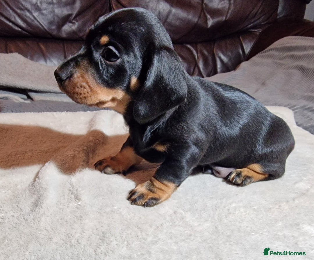 Miniature Dachshund dogs for sale: Champion bloodlines excellent quality KC miniature - Advert 13
