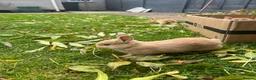 Netherland Dwarf rabbits for sale: 5 Netherland Dwarfs Baby Rabbits (3 weeks old)  in Birmingham - Advert 2