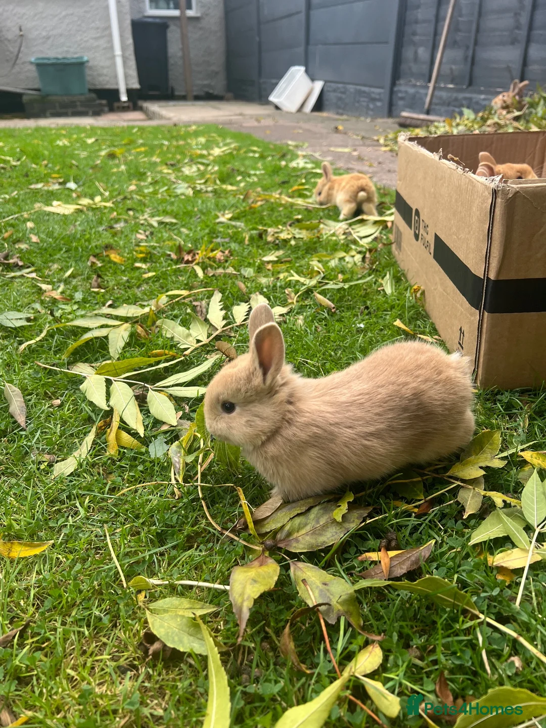 Netherland Dwarf rabbits for sale: 5 Netherland Dwarfs Baby Rabbits (3 weeks old)  in Birmingham - Advert 2