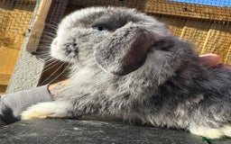 Mini Lop rabbits for sale: Mini Lops Small Well Handled  - Image 6