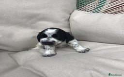Cocker Spaniel dogs for sale: Show cocker pups  K.C. Reg. AMS. PRA. And FN clear - Image 9