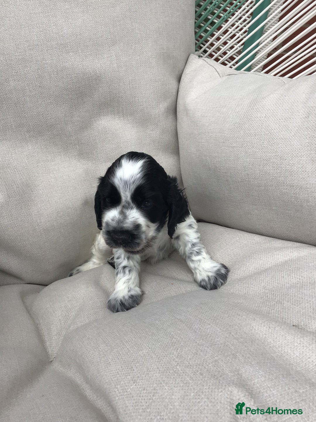 Cocker Spaniel dogs for sale: Show cocker pups  K.C. Reg. AMS. PRA. And FN clear - Image 9