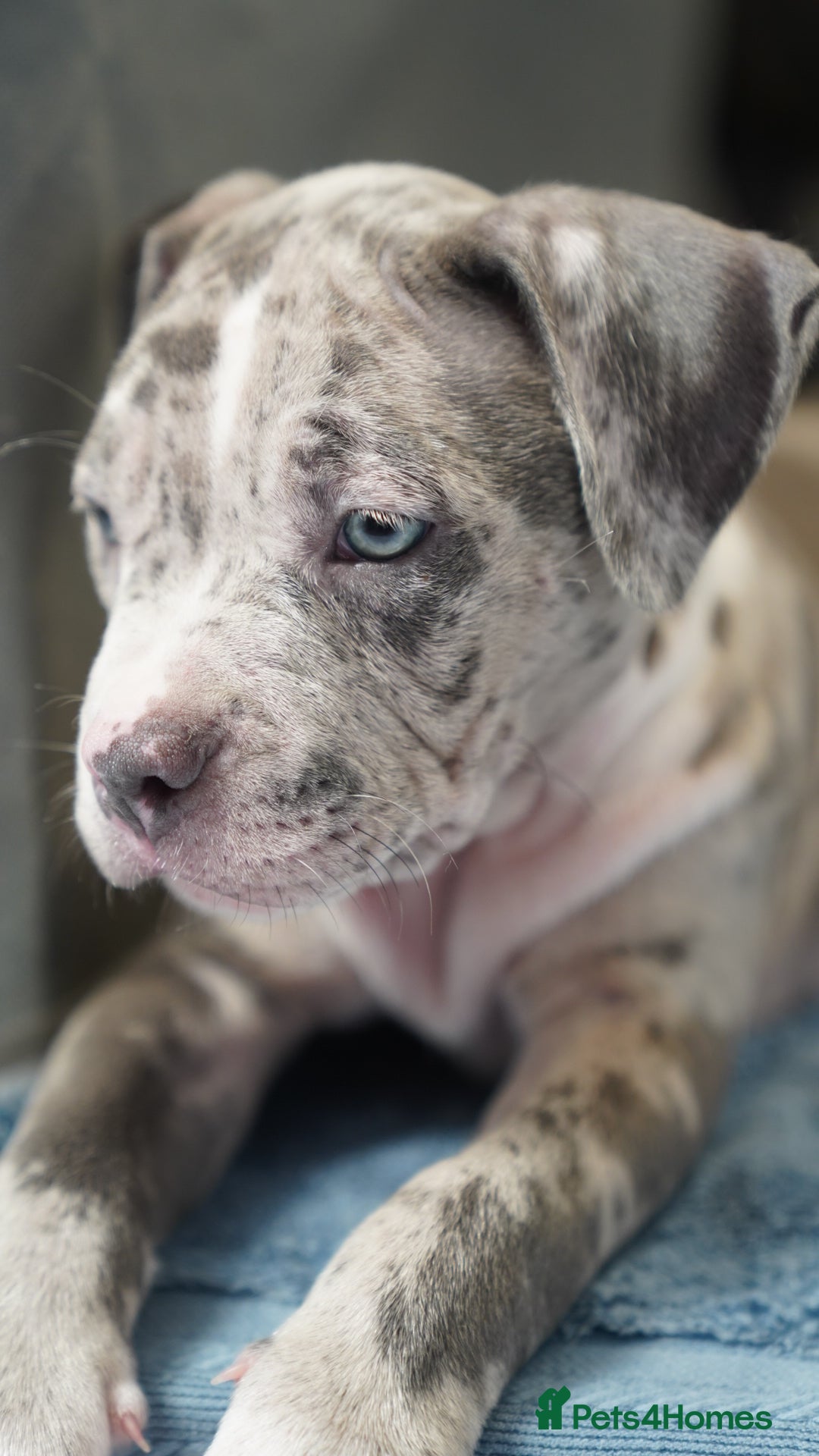 Dorset Olde Tyme Bulldogge dogs for sale: Olde Tyme Bulldog Cross Puppies - Ready Now - Image 12