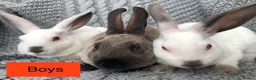 Rex rabbits for sale: Beautiful velvet mini Rex & Rex rabbits - Advert 16