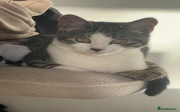 Mixed Breed cats for sale: Mother and Daughter home needed - Image 3