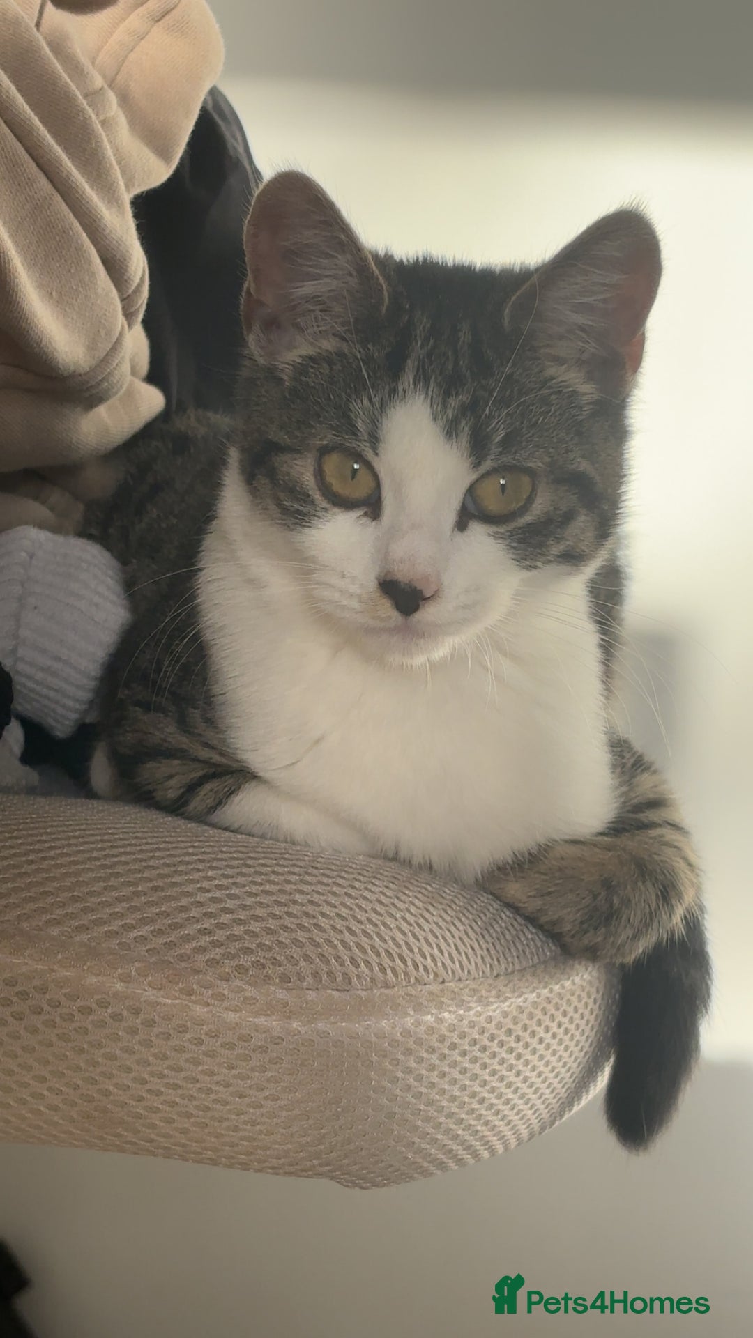 Mixed Breed cats for sale: Mother and Daughter home needed - Image 3