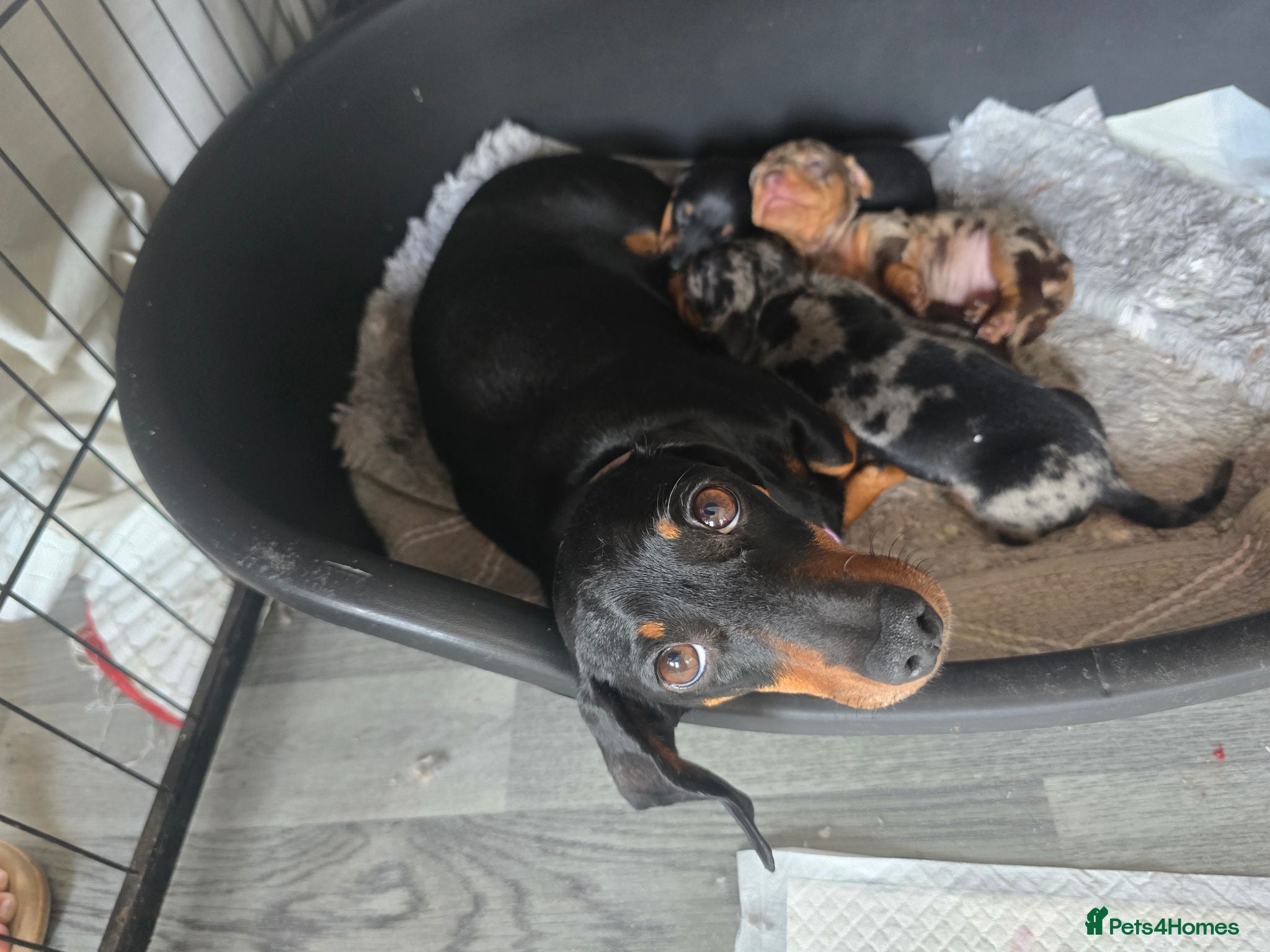 Dachshund dogs Minature dachshunds - Advert 9
