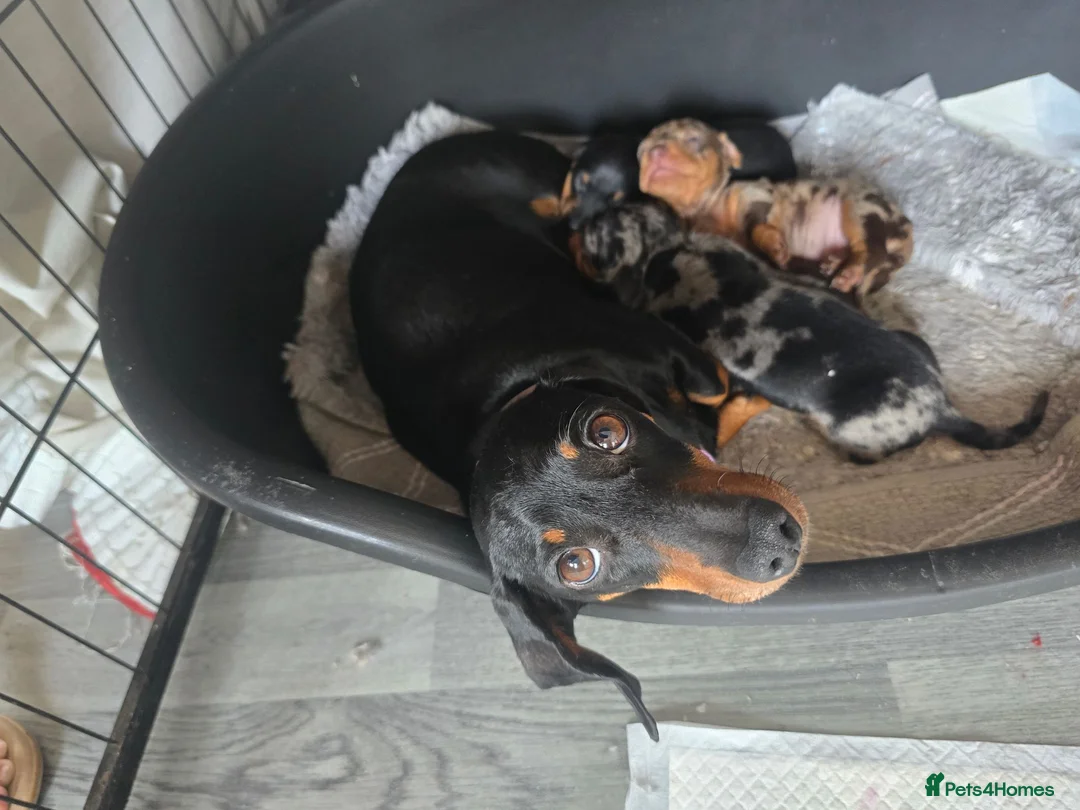 Dachshund dogs for sale: Minature dachshunds in Denbigh - Advert 1
